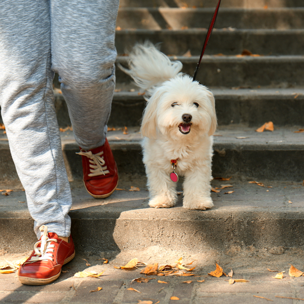 Woman walking with cute dog in park